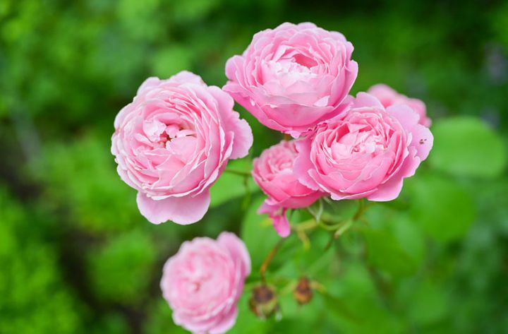 バラの名前●●●●●