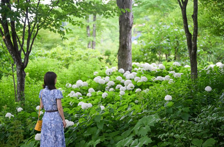取材した7月下旬は大きなアナベルの花が満開に。鮮やかなグリーンとのコントラストにうっとり