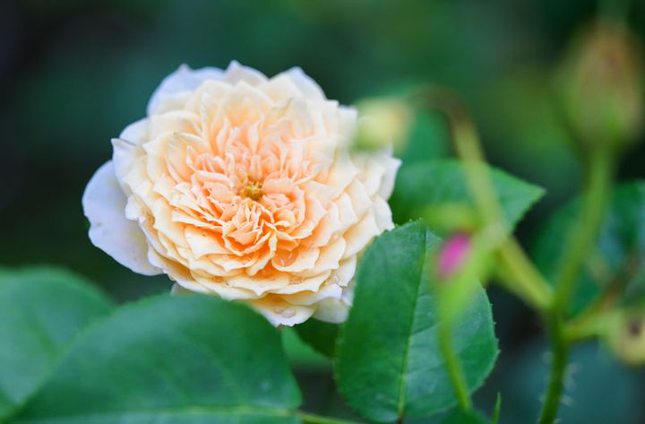 バラの名前●●●●●(原稿確認時に入れます。以下同)