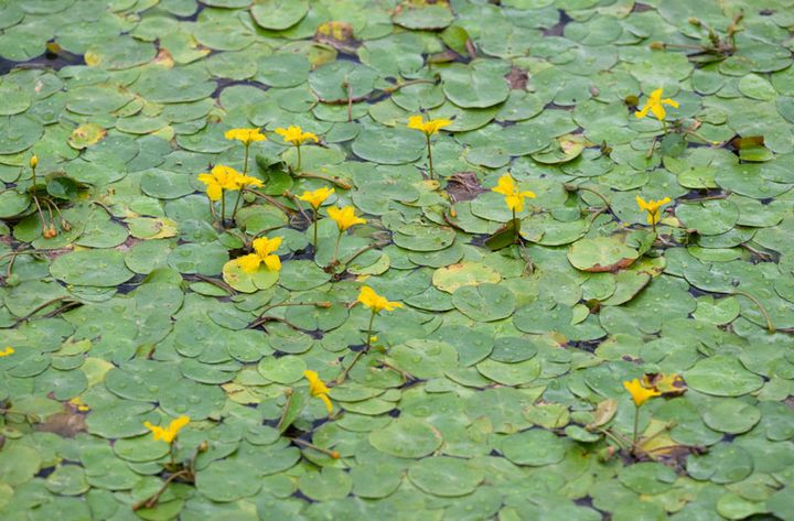 湖に浮いているように咲く小さな黄色い花は、初夏に開花するアサザ