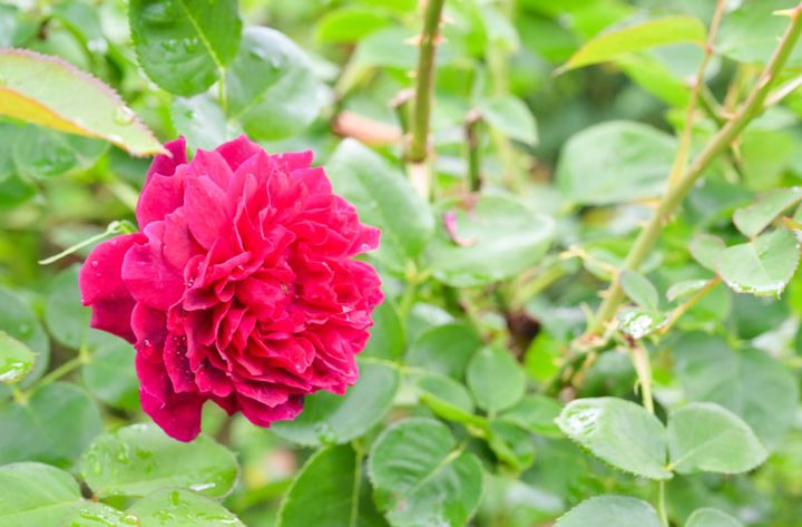 バラの名前●●●●●