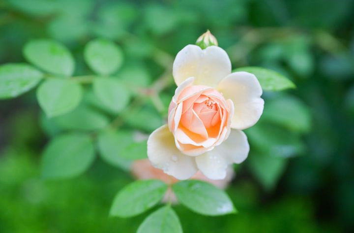 バラの名前●●●●●