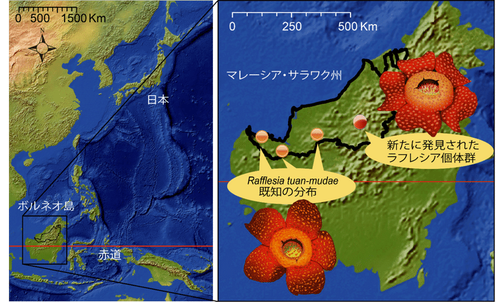 マレーシア・サラワク州における既知のラフレシア・トゥアンムデの分布と新たに発見された個体群の位置