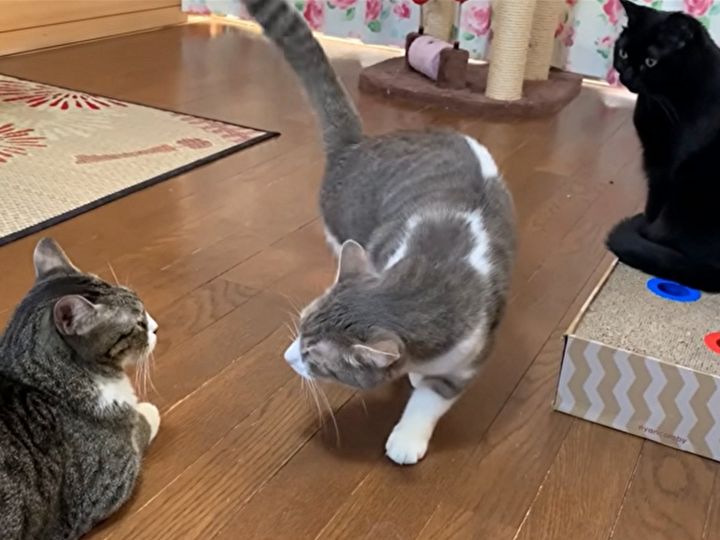 この後、妹猫が動く！