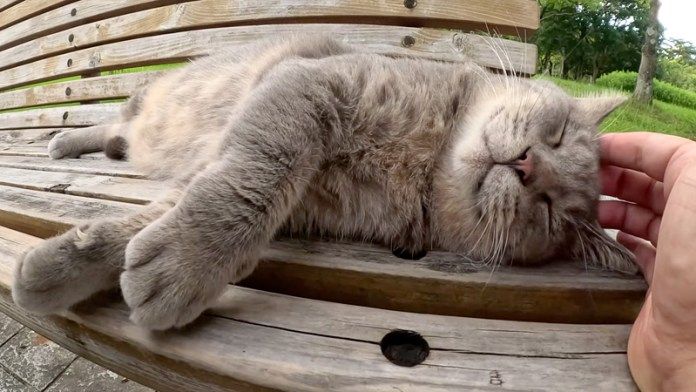 頭を撫でられる猫