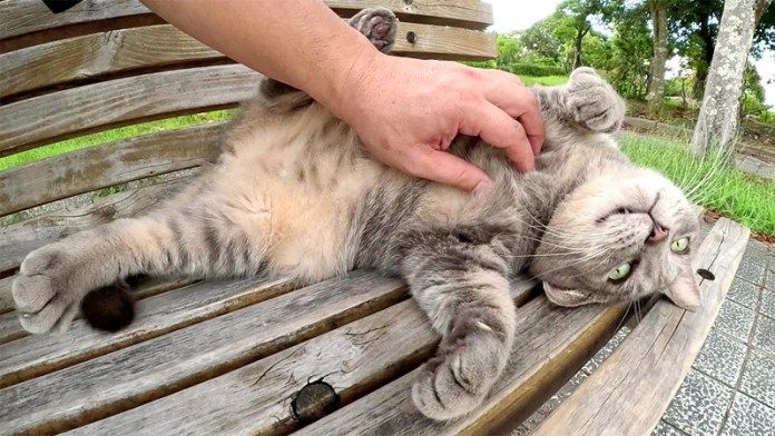お腹を撫でられる猫