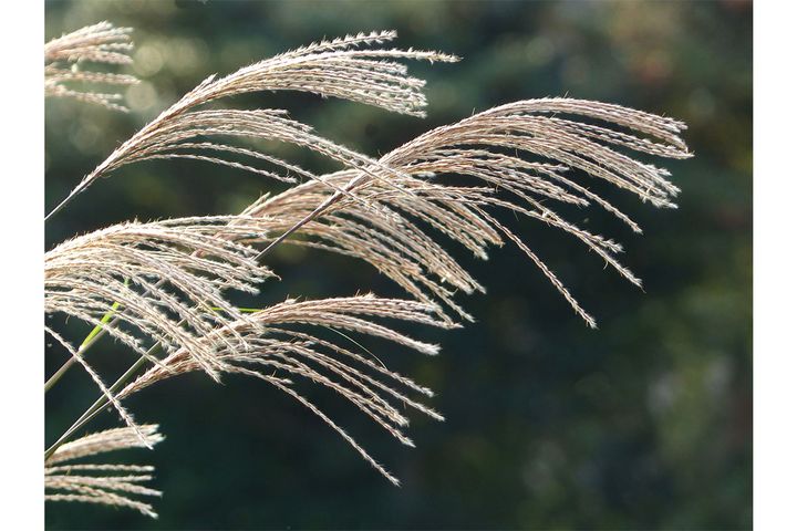2024年「秋分の日」が9月23日ではない理由