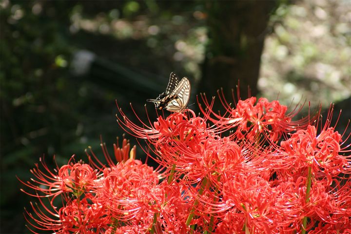 「秋分の日」には、この世とあの世の距離が近くなる！？