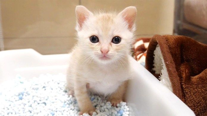 トイレでドヤ顔する子猫