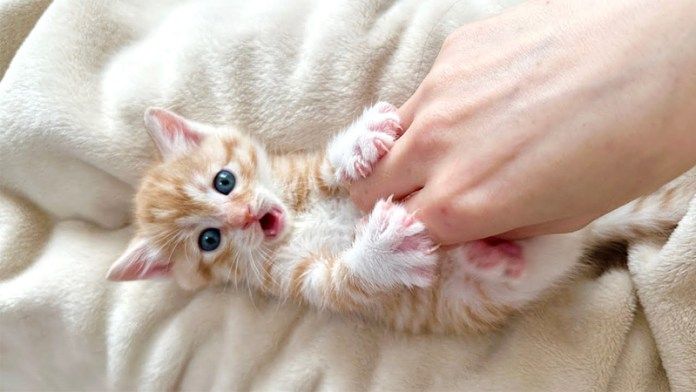 こちょこちょパーされる子猫