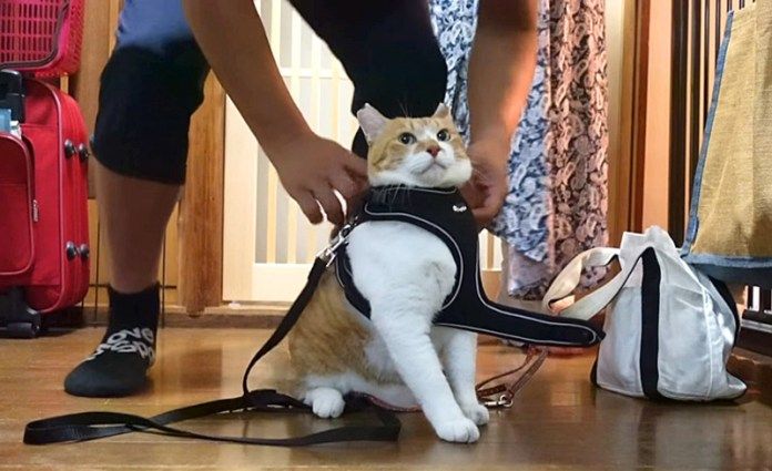 散歩に出かける猫