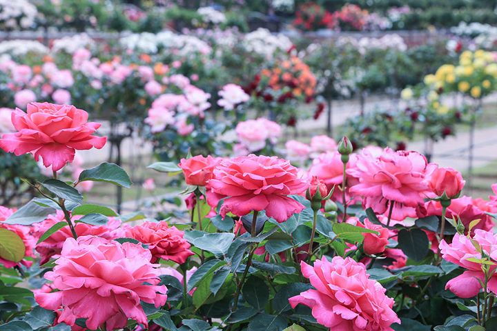 敷島公園門倉テクノばら園