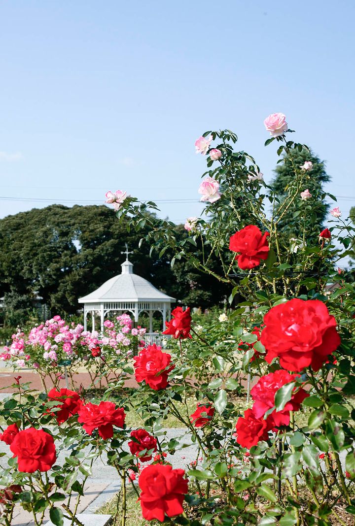 敷島公園門倉テクノばら園