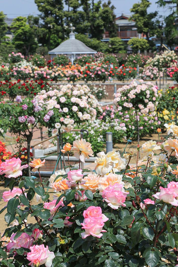 敷島公園門倉テクノばら園