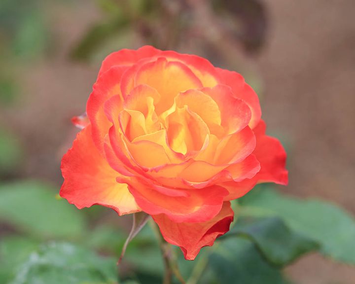 前橋市オリジナル品種のばら‘あかぎの輝き’