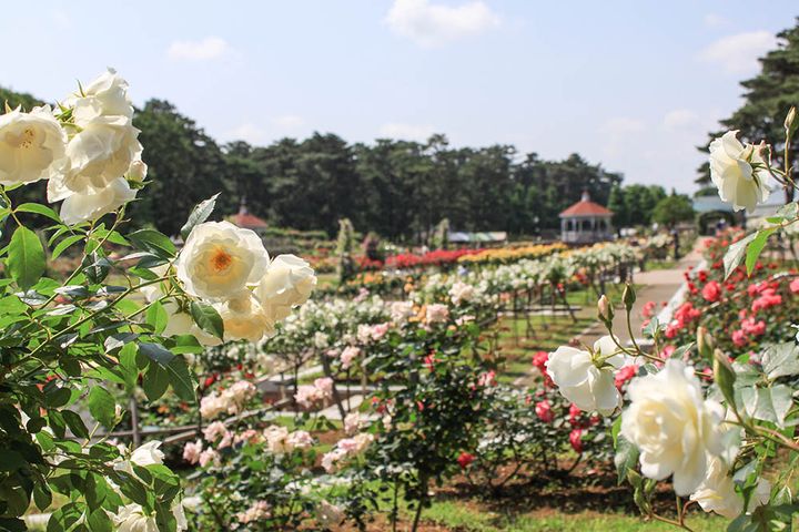 敷島公園門倉テクノばら園