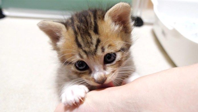 毛づくろいする子猫