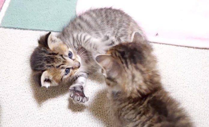 遊ぶ子猫達