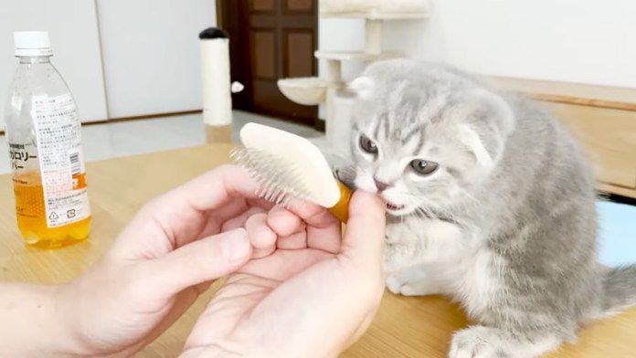 ブラッシングを拒否する子猫