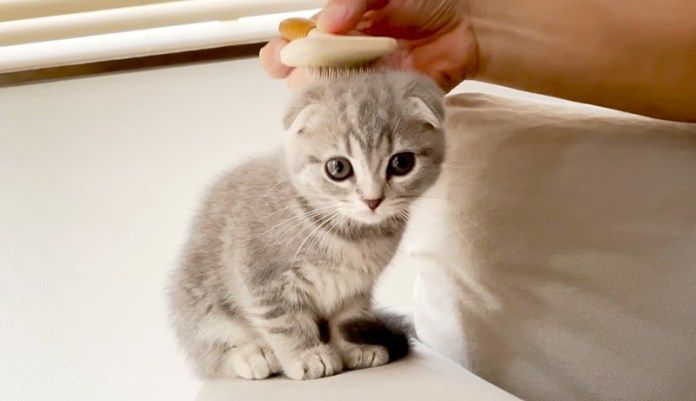 ブラッシングされる子猫