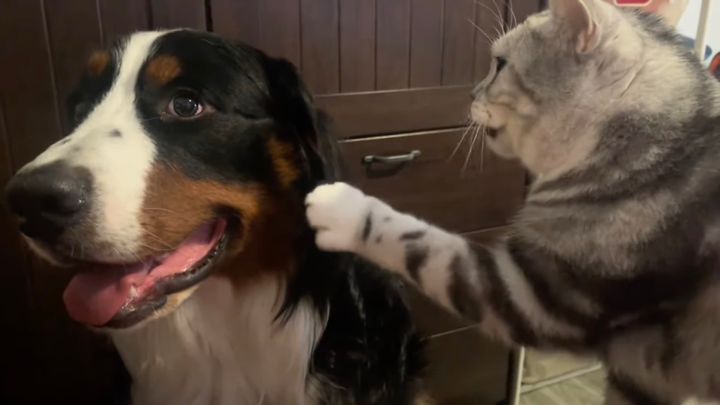 触られるのはやだけどオレには触らせろ、猫は貫く我が道を