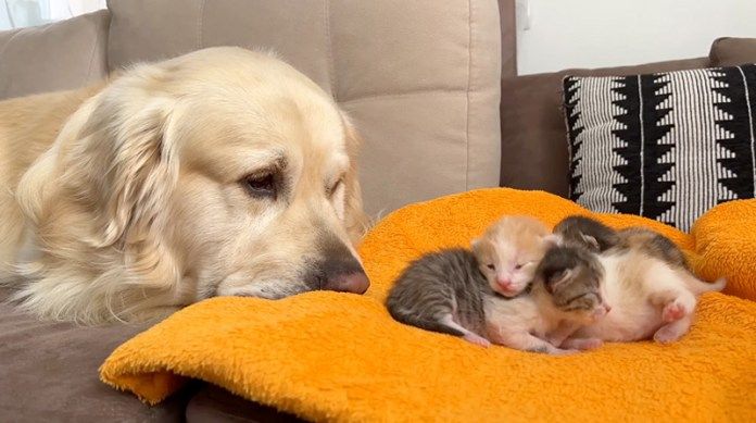 子猫達が気になる犬