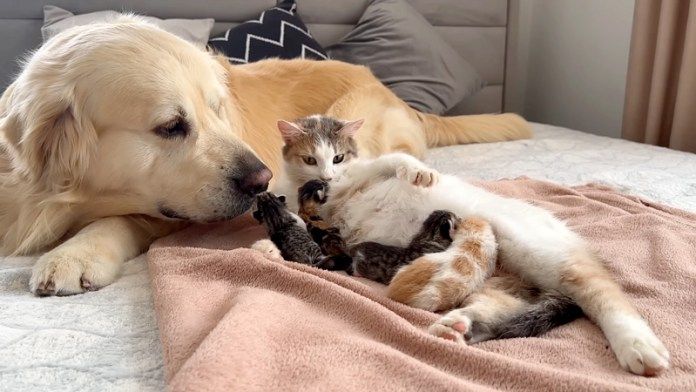 猫の親子が気になる犬