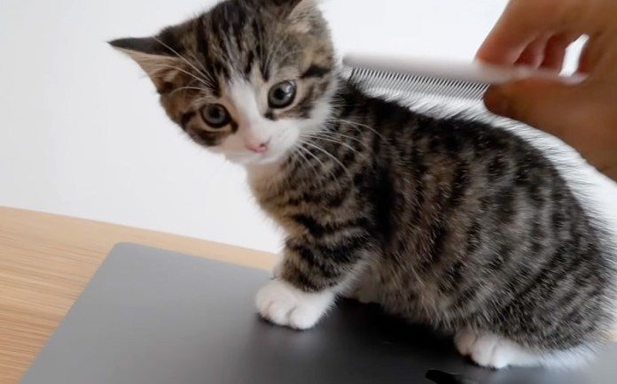 お手入れを拒否する子猫