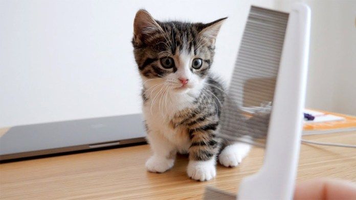 お手入れされる子猫