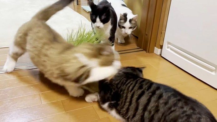酔っ払って暴れる父猫