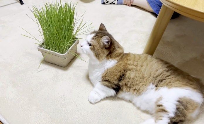 猫草を食べない猫