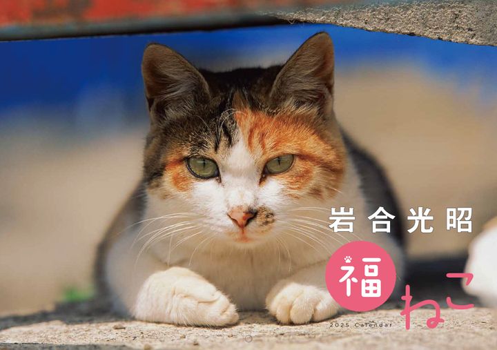 捲るたび猫々しいのが福々し、岩合さんの猫写真カレンダー2025が登場