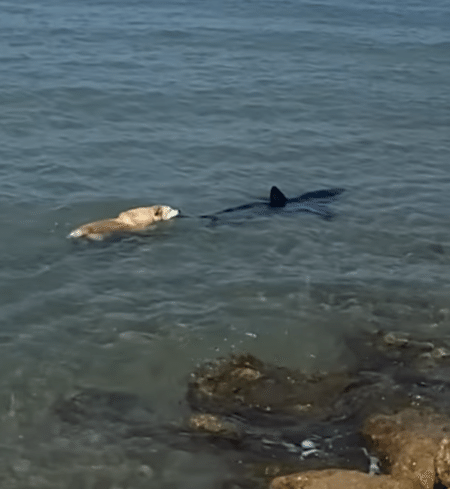 海でサメと遭遇した犬さん、好奇心で思わず