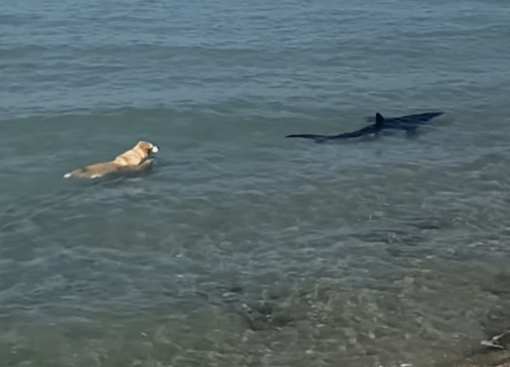 海でサメと遭遇した犬さん、好奇心で思わず