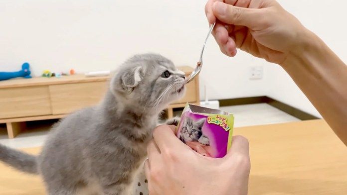ご飯を食べる子猫