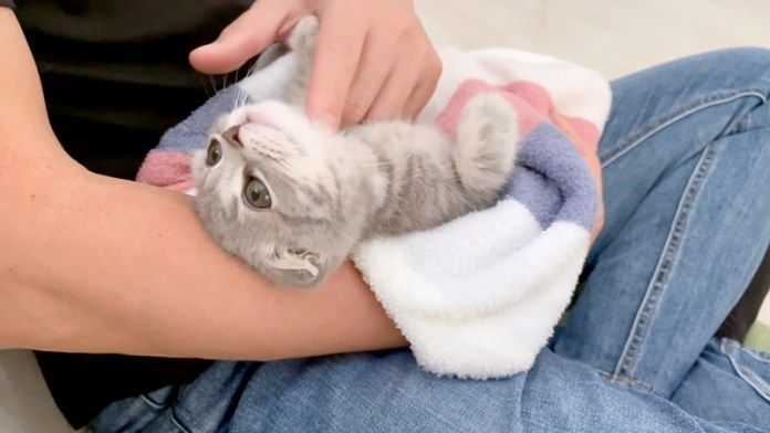 腕の中でナデナデされる子猫