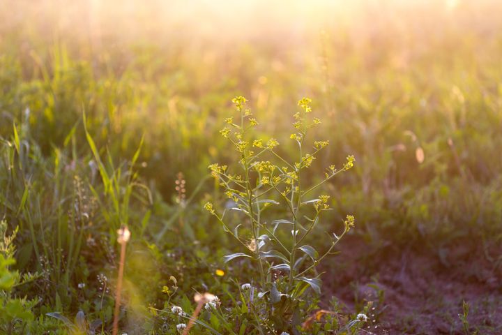 soft sunlight, lights the grass at sunset