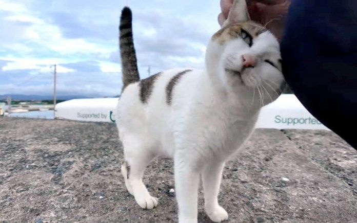 スリスリする猫