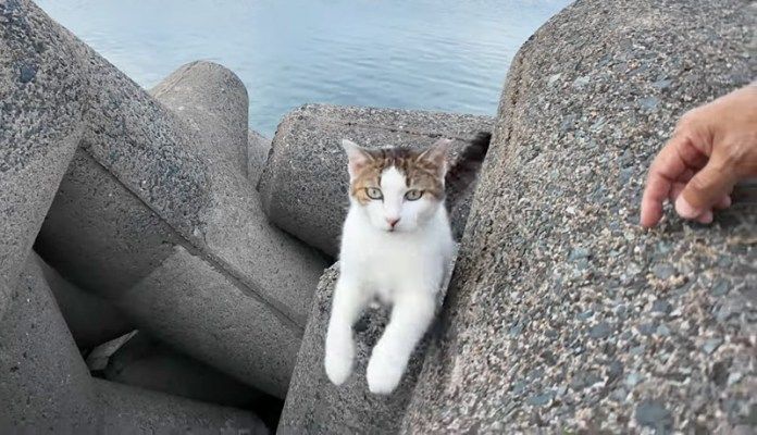 近づいてくる猫