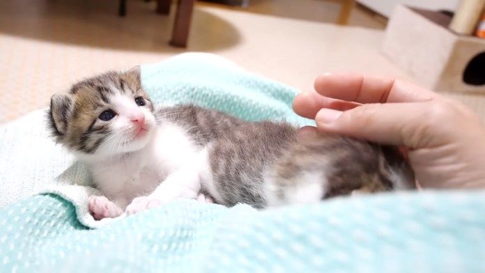 膝で甘える子猫