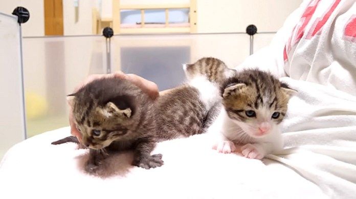 保護された子猫達