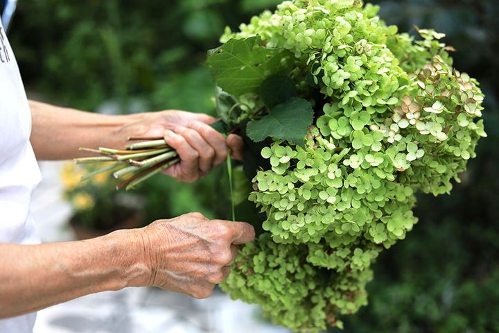 アナベルの剪定