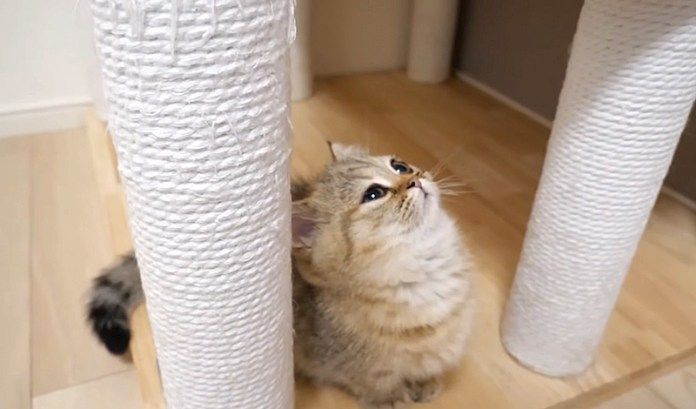 キャットタワーを見上げる子猫