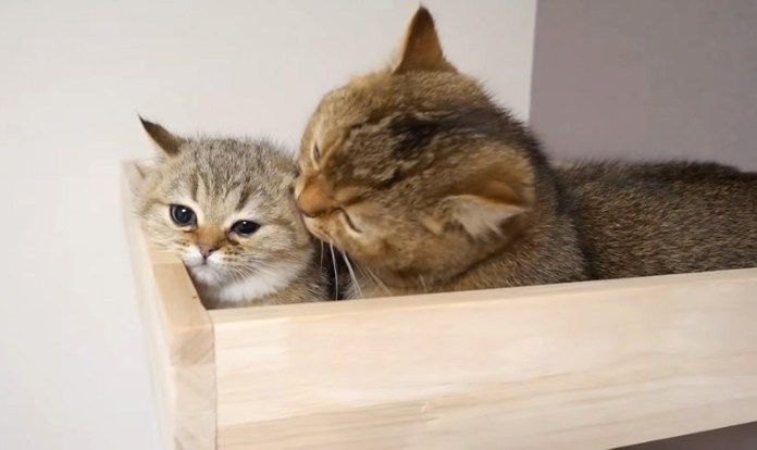 姉猫に捕まった子猫