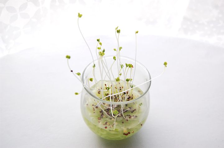 ブロッコリースプラウト