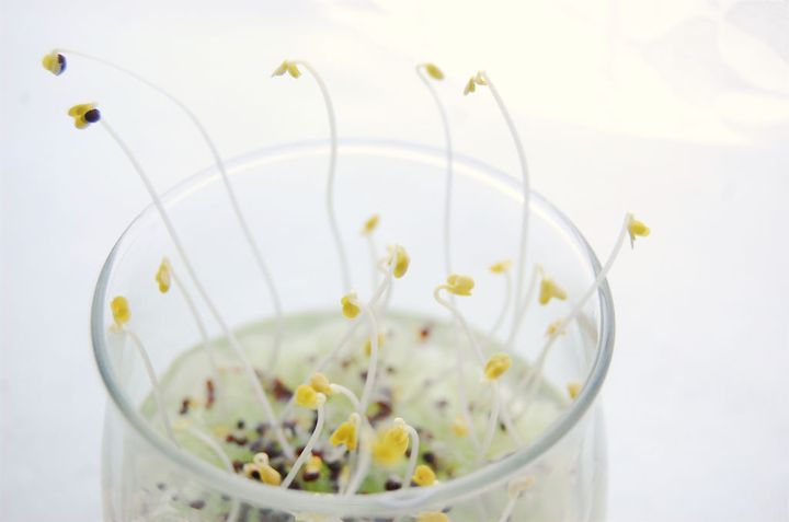 ブロッコリースプラウト