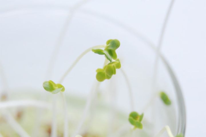 ブロッコリースプラウト