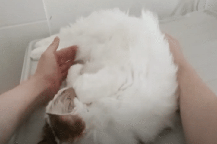 こうすればいつでも猫さんを抱っこできる♡ 飼い主さんが考えた裏技？