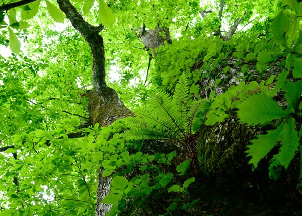 アウトドア上級者が伝授！誰でも簡単にできる「自然な写真」の撮り方が凄すぎる…！