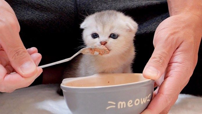 ご飯を食べる子猫